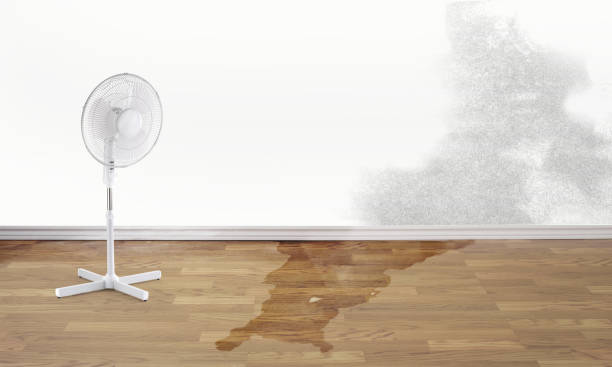 Best Flood damage cleanup  in Pleasanton, TX